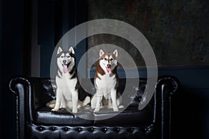 Two female husky dogs sit on a leather black couch in the studio