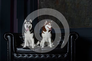 Two female husky dogs sit on a leather black couch in the studio