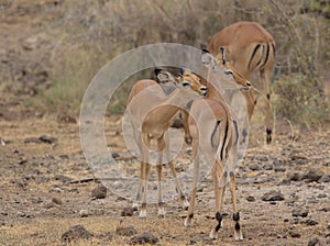 Two female impalas building societal bonds through grooming and cleaning each other`s backs in the wild, Kenya