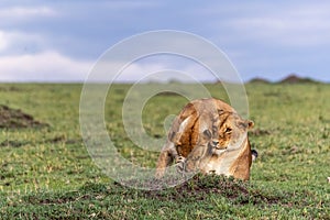 Two Female Lioness Showing Affection