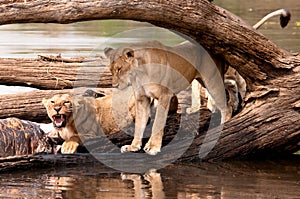 Two Female Lions feeding of Hippo carcass