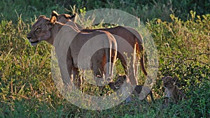 Two female lions guarding their three curious cubs in the bush land of Chobe National Park, Kasane, Botswana.