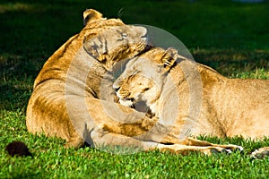 Two female lions restling. photo