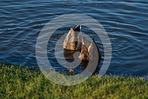 Two female of mallard Anas Platyrhynchos synchronously dove into the water near the coast of city pond. These ducks are the most