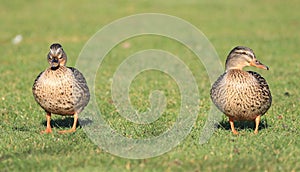 Two Female mallard duck standing on grass showing there lovely orange legs and webbed feet