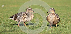 Two Female mallard duck standing on grass showing there lovely orange legs and webbed feet