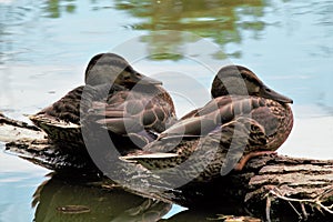 Two female Mallard ducks