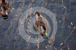 Two female mallard ducks in Lake Rotoroa, New Zealand