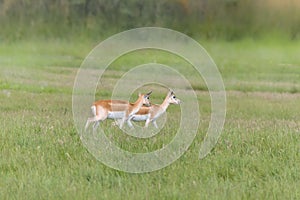 Nile Lechwe antelope