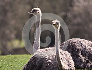 Two Female Ostriches sitting