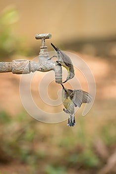 Two female purple sunbirds drink tap water