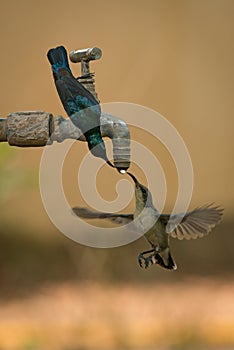 Two female purple sunbirds drinking from tap