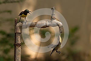 Two female purple sunbirds drinking from tap