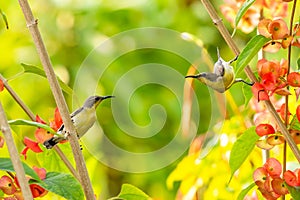 Two female Purple Sunbirds perching on Orange Chinese Hat Plant