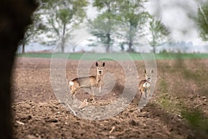 Two female roe deer standing at crop field. Capreolus capreolus