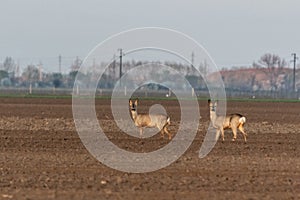 Two female roe deer standing at crop field. Capreolus capreolus