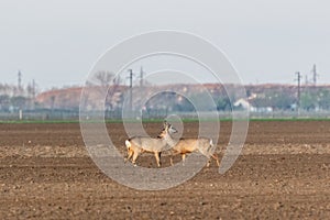 Two female roe deer standing at crop field. Capreolus capreolus