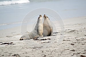 the two female sea lions greet each other on the beach