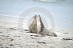 the two female sea lions greet each other on the beach