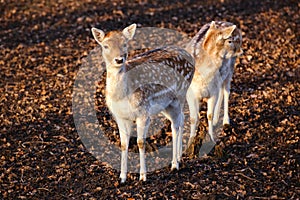 Two female sika deer (Cervus nippon) in sunlight