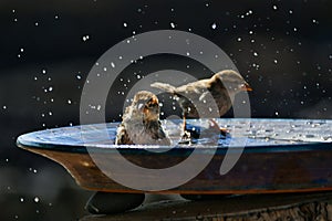 Two female Spanish sparrows taking a bath in a ceramic bowl. Lanzarote, Canary Islands, Spain