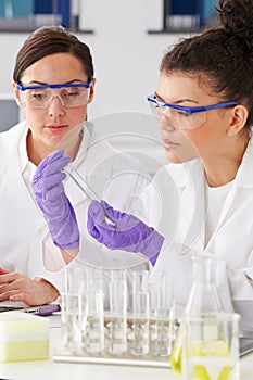 Two Female Technicians Working In Laboratory