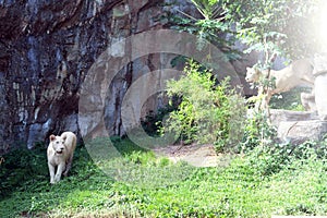 Two female white lioness walking and playing in a zoo or reserve on a sunny day. Predators in tropical nature