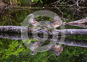 Two female wood ducks on a log