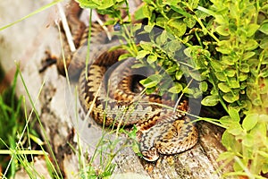 Two females common vipers basking together on a stump