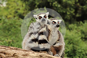 Two females of ring-tailed lemur, Lemur catta, sit on trunk. One holds little one which sucks mother milk. Animal family. Wildlife