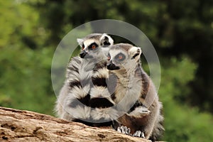 Two females of ring-tailed lemur Lemur catta on trunk. One holds little one which sucks mother milk.