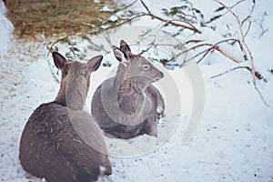 Two females. Sika deers , Cervus nippon,