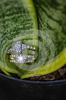 Wedding Rings in Curled Green Leaf