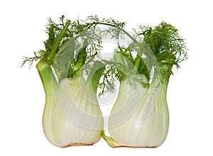 Two fennel