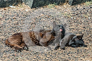 Two feral cats having a good time near the Caleta beach in La Gomera Island. Female cat licking paw, basking on porous lava