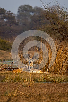 two feral dogs feasting or eating wild spotted deer or chital or axis axis after hunting a major threat to wildlife conservaion in