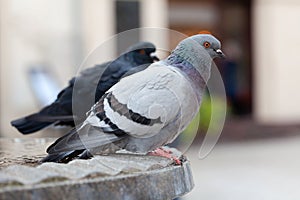 Two feral pigeons, common grey city dove, pair of birds up close, columba livia domestica species, simple closeup, detail