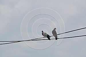 Two feral pigeons sitting perched on electrical cable in the city against cloudy sky
