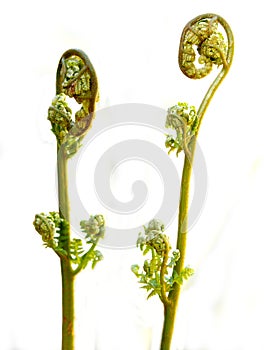 Two fern fronds on white photo