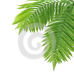 Two Ferns