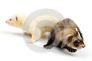 Two ferret Isolated on white background