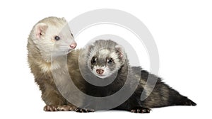 Two ferrets, 1 year old and 18 months old