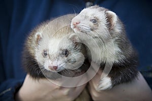 Two Ferrets photo