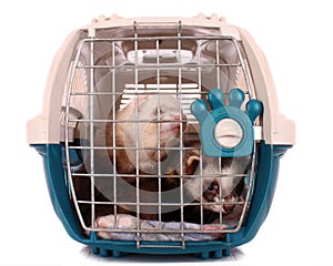 Two Ferrets in cage isolated