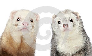 Two Ferrets. Close-up portrait photo