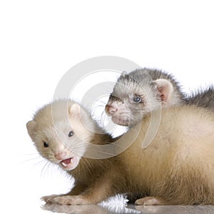 Two Ferrets kits (10 weeks) photo