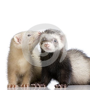 Two Ferrets kits (10 weeks) photo