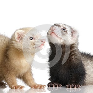 Two Ferrets kits (10 weeks)