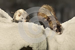 Two ferrets on leash posing and enjoying winter time in park