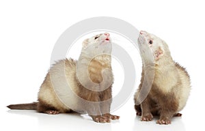 Two ferrets look up